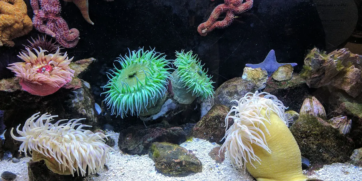 Snails to Whales: Marine Life Explorers